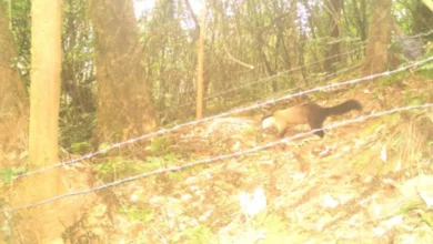 Jalpaiguri: Trap cameras reveal wild diversity in Kalimpong's Neora Valley National Park