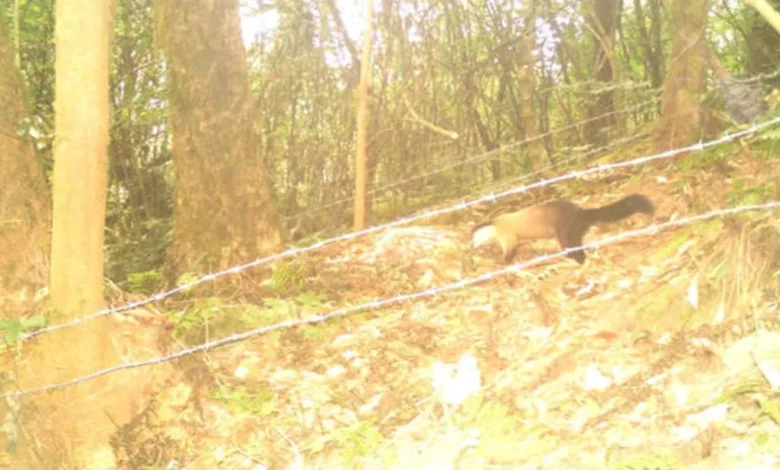 Jalpaiguri: Trap cameras reveal wild diversity in Kalimpong's Neora Valley National Park