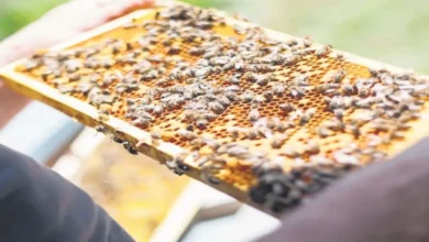 BENGALURU: Karnataka to get its own honey brand