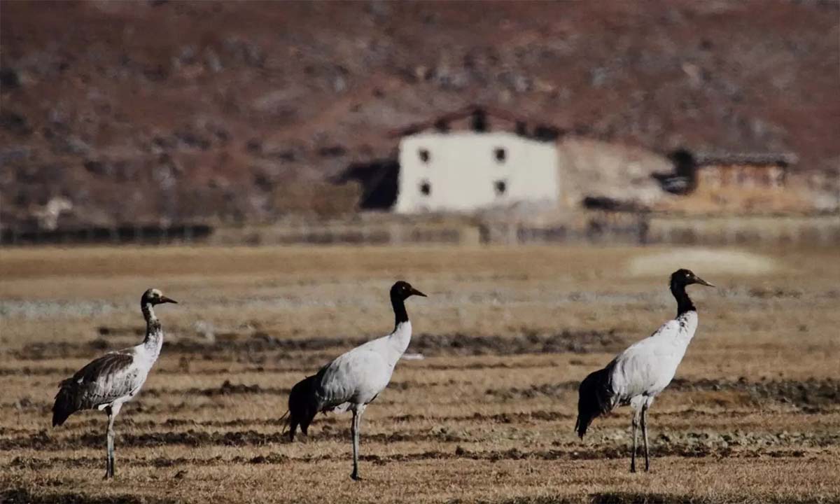 Majestic migratory birds bring joy to Sangati Valley