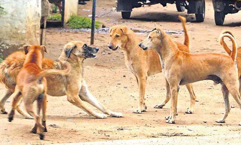 Yadadri: Peacock was torn to death by stray dogs