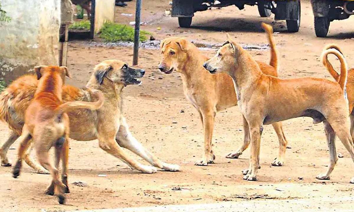 Yadadri: Peacock was torn to death by stray dogs