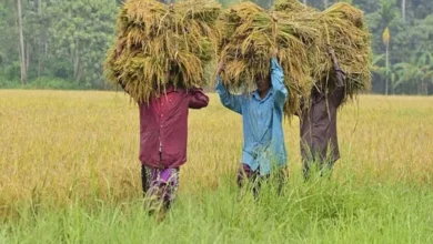 Kerala: The paddy fields of Kuttanad are going through a generational change