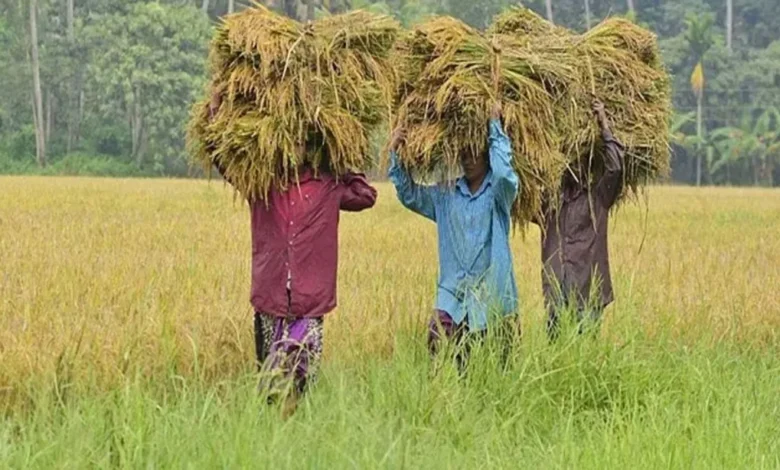 Kerala: The paddy fields of Kuttanad are going through a generational change