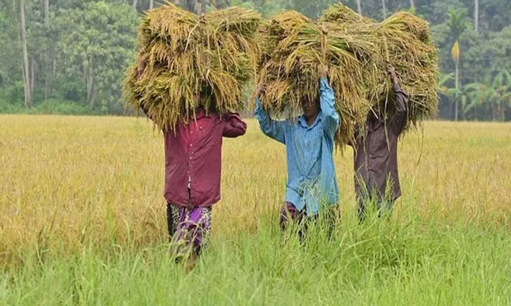 Kerala: The paddy fields of Kuttanad are going through a generational change