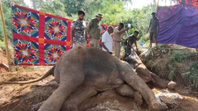 Tamil Nadu: Wild elephant dies of hepatitis