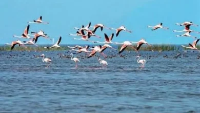 BHUBANESWAR: Slight increase in bird numbers recorded in Chilika