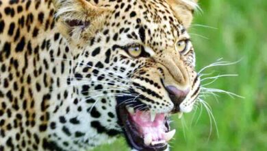 UP News: Leopard killed 8 year old girl