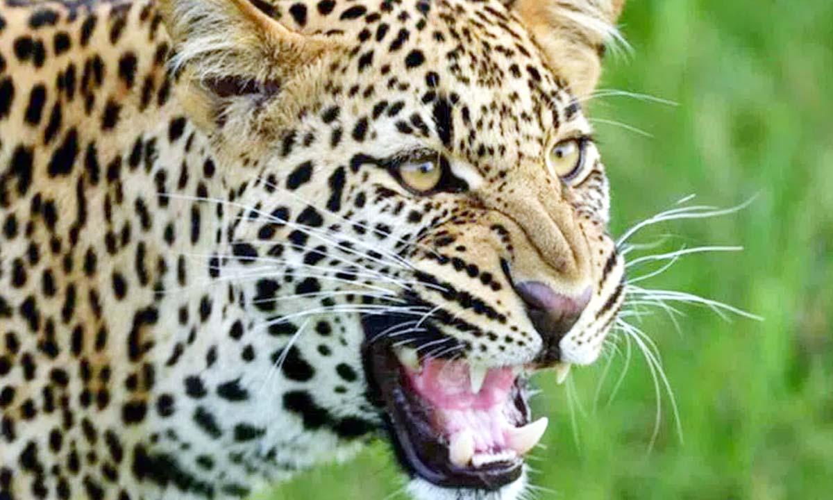 UP News: Leopard killed 8 year old girl