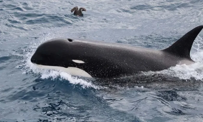 Karnataka: Killer whales seen near Murdeshwar