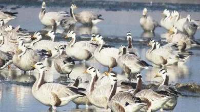 Tamil Nadu: Pied Avocet seen for the first time in Nanjarayan Tank, Tiruppur