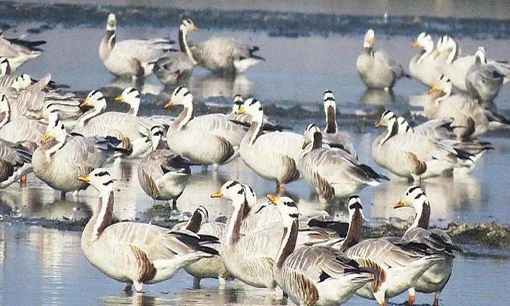 Tamil Nadu: Pied Avocet seen for the first time in Nanjarayan Tank, Tiruppur