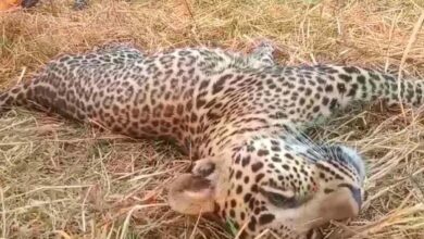 Narayanpet: Sick leopard came strolling in Narayanpet