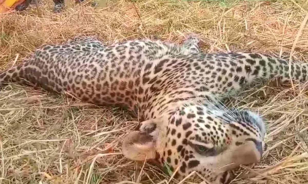 Narayanpet: Sick leopard came strolling in Narayanpet