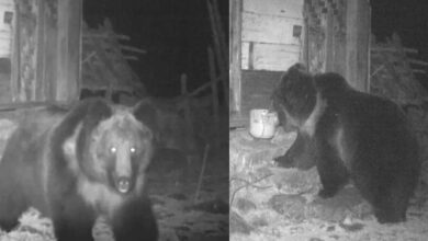 Rare Tibetan brown bear spotted in Sikkim