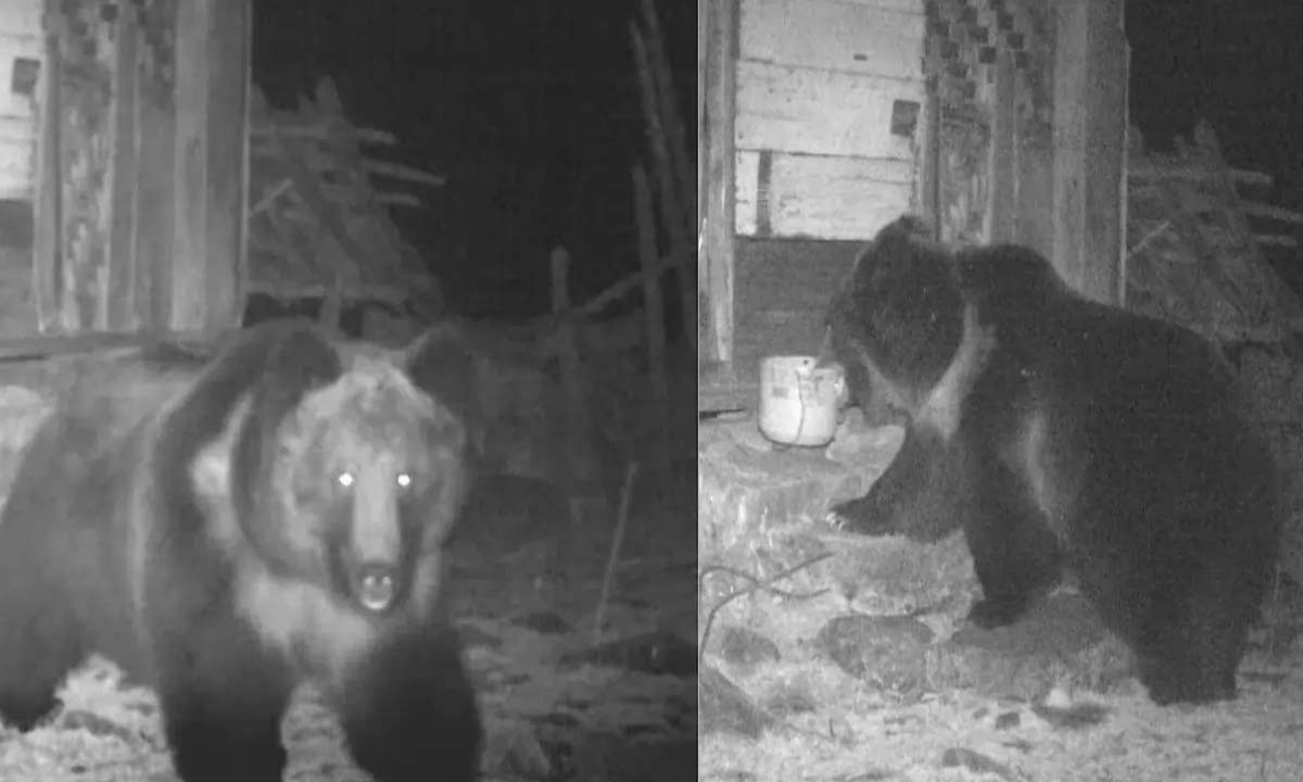 Rare Tibetan brown bear spotted in Sikkim