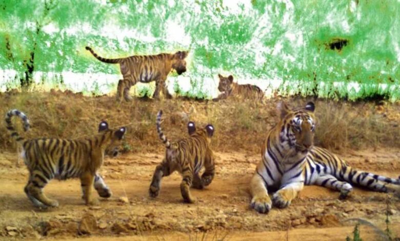 Kagaznagar: Experts expressed concern over the safety of tigers