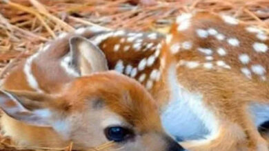 A pack of dogs were running away, the farmer saved the deer's life