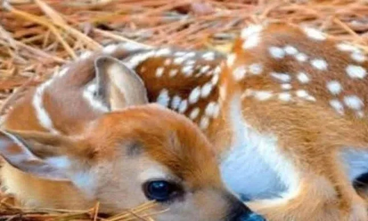 A pack of dogs were running away, the farmer saved the deer's life