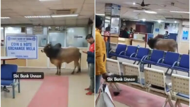 Stray bull suddenly entered SBI bank, created chaos, see VIDEO