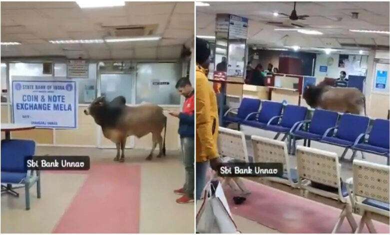 Stray bull suddenly entered SBI bank, created chaos, see VIDEO