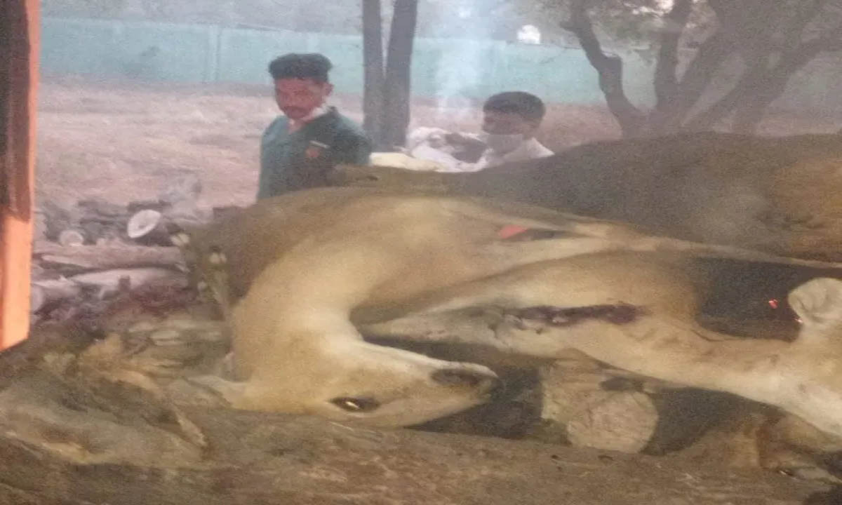 17 Chausingha died in jungle safari, all were burnt without post mortem