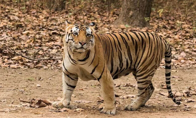 Tiger attacks bike riders, two injured