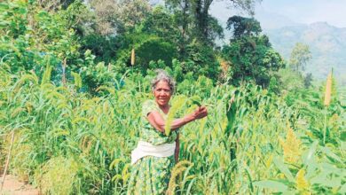 Tribal farmers persevere as millet cultivation booms in Attappadi