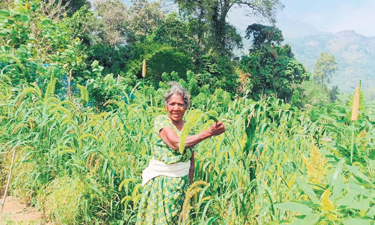 Tribal farmers persevere as millet cultivation booms in Attappadi