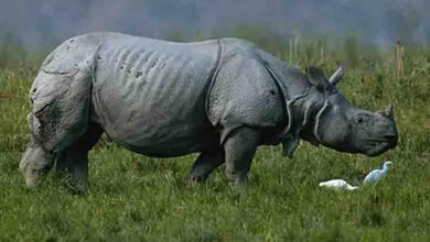 Poachers killed rhinoceros