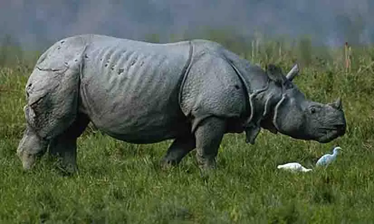 Poachers killed rhinoceros