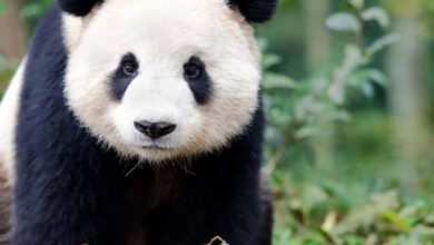The total wild population of the giant panda is about 1,900.