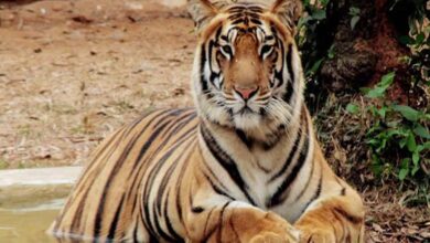 Two tigers found dead in Maharashtra’s Chandrapur district