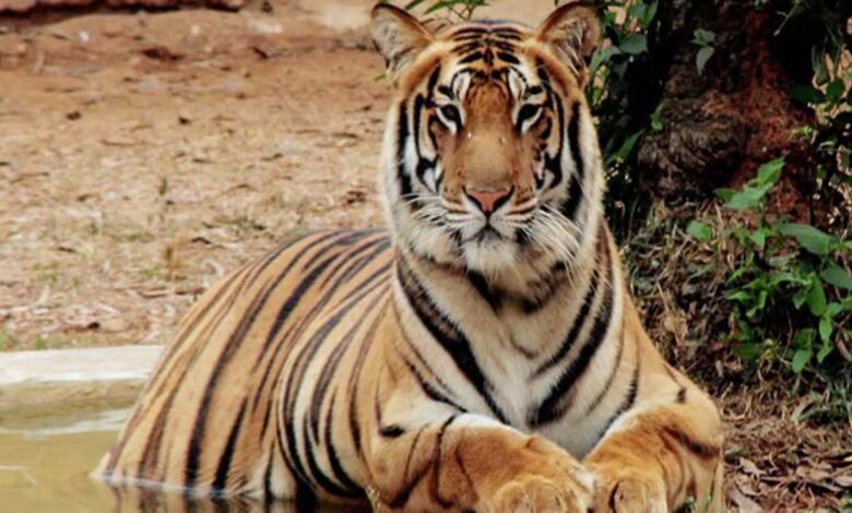 Two tigers found dead in Maharashtra’s Chandrapur district