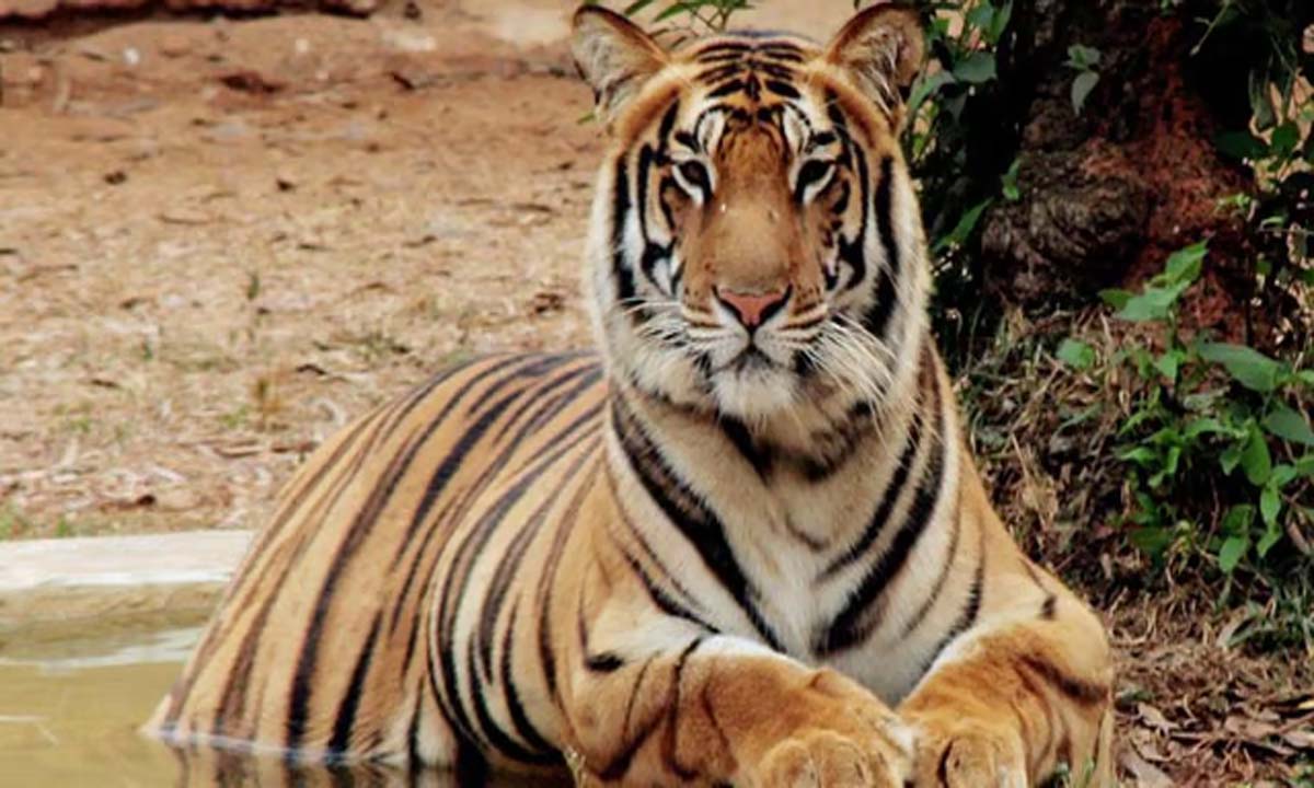 Two tigers found dead in Maharashtra’s Chandrapur district