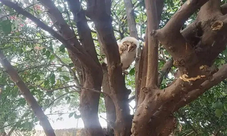 Crowd gathered to see the white owl, forest department rescued it from the village