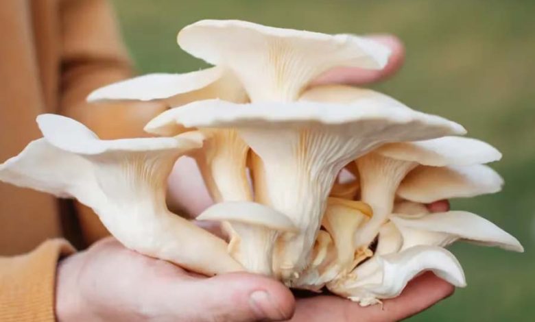 Horticulture department organized training program on mushroom cultivation for farmers.