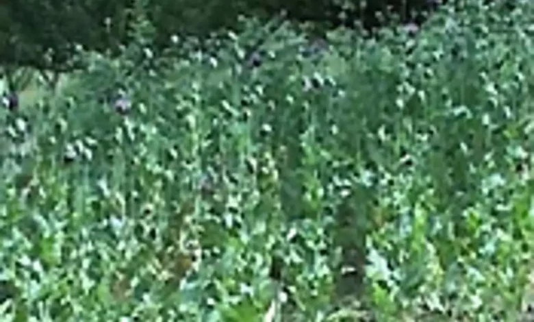 More than 13,000 opium plants worth Rs 26 lakh destroyed in Odisha