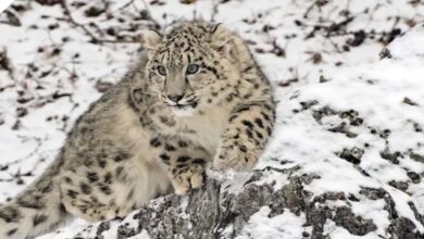 Arunachal is estimated to be home to 36 snow leopards.