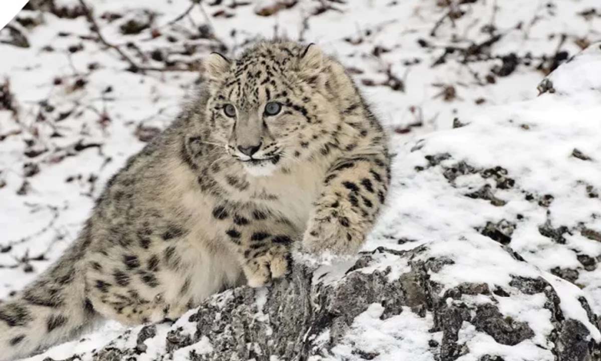 Arunachal is estimated to be home to 36 snow leopards.