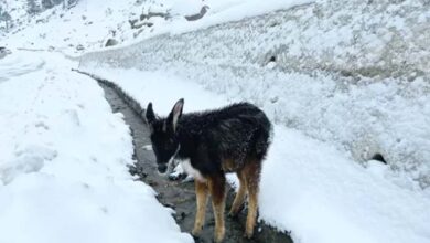 Himalayan serow deer rescued and returned to its habitat