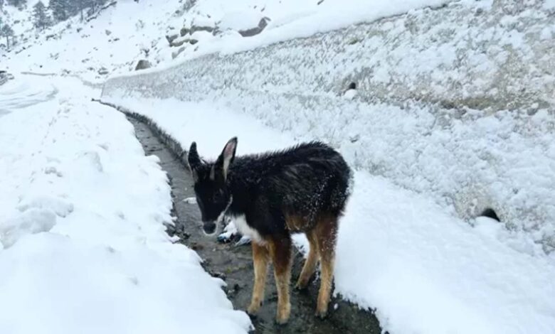 Himalayan serow deer rescued and returned to its habitat