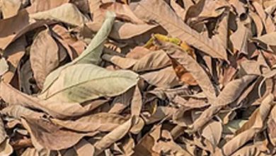 Delhi: Asiad Village Society establishes composting yard to combat leaf waste