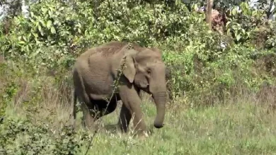 Wild elephant camp near New Jalpaiguri station