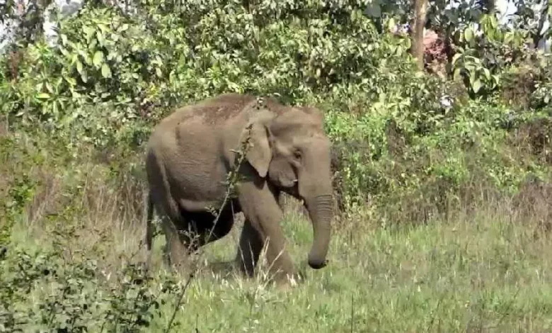 Wild elephant camp near New Jalpaiguri station