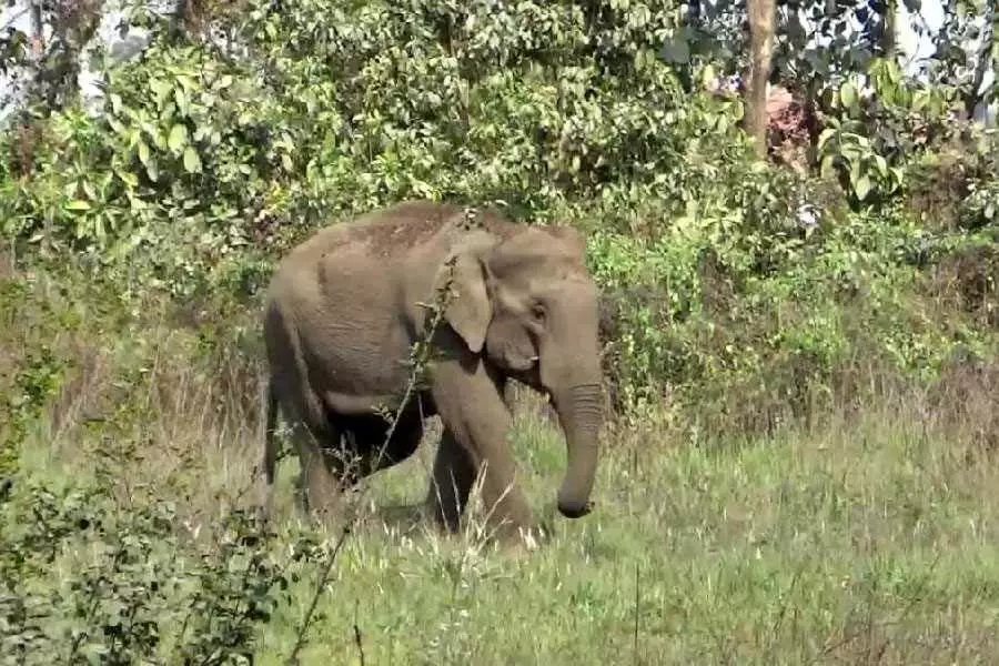 Wild elephant camp near New Jalpaiguri station