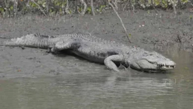 Crocodile count in tiger’s lair: Exercise underway in Sundarbans to scan key predator