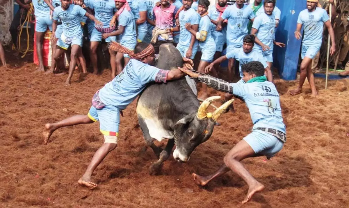 Tamil Nadu: Many injured in Jallikattu event in Sivagangai