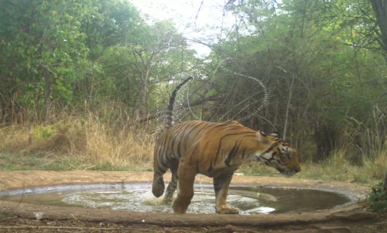 Amrabad Tiger Reserve to get AI-powered electronic eyes for surveillance