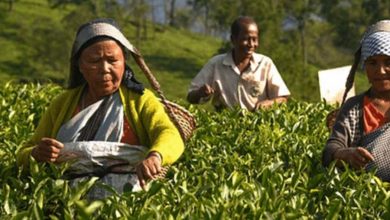 Assam Tea Employees’ Welfare Board gives Rs 28 lakh to 800 employees